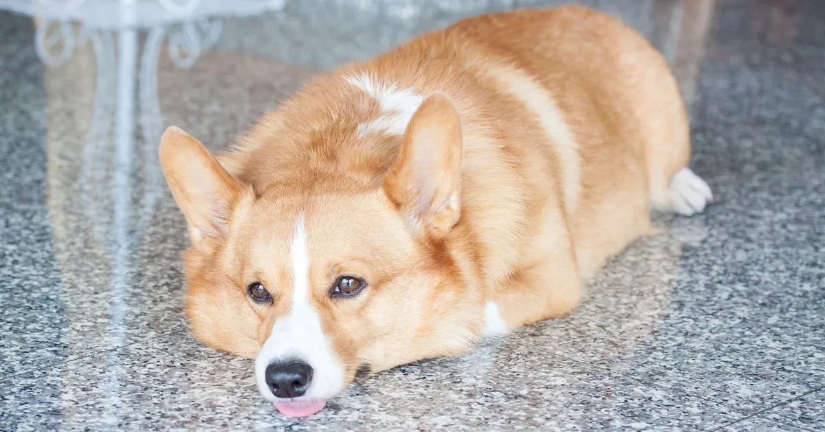 6 common corgi health issues
