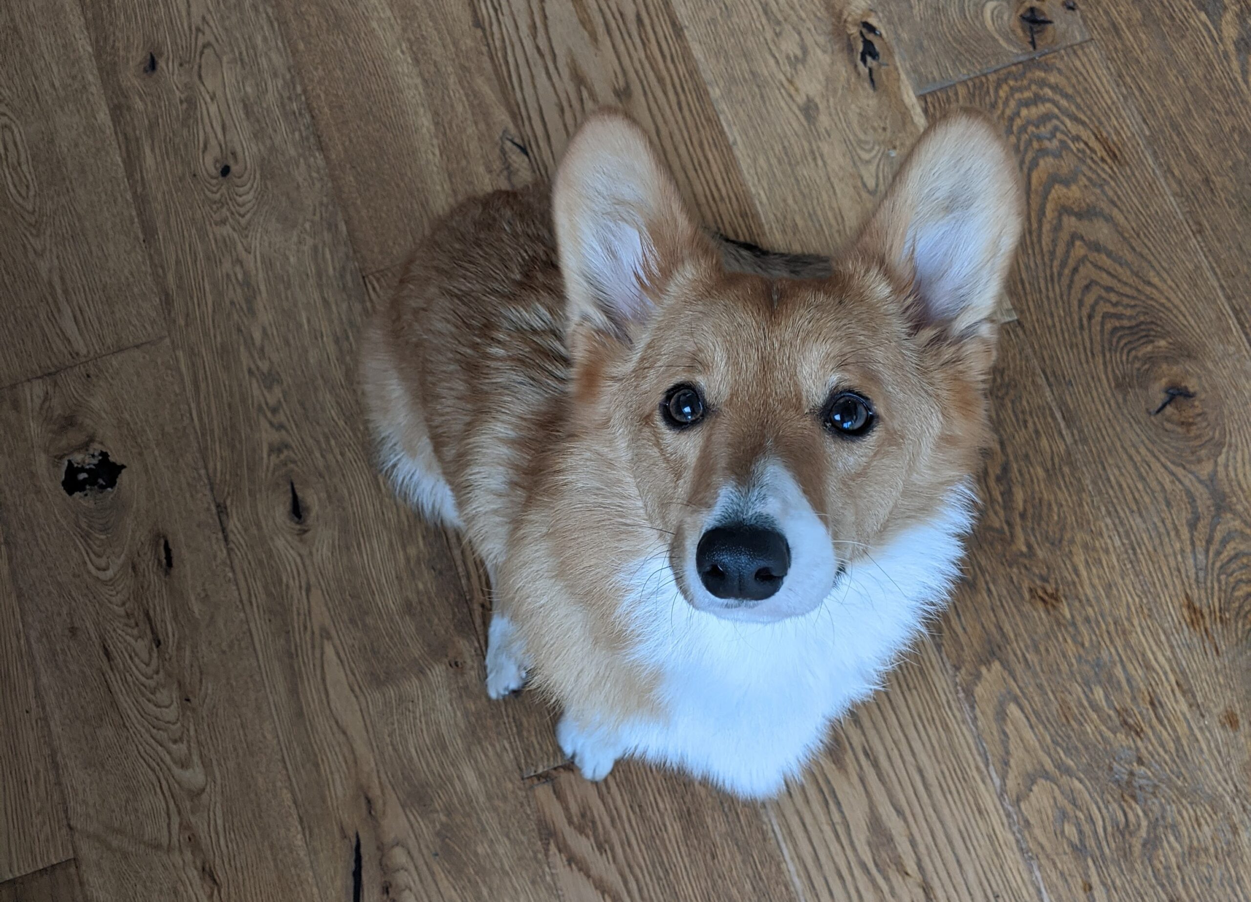 Are Corgis Easy for a First Time Dog Owner?