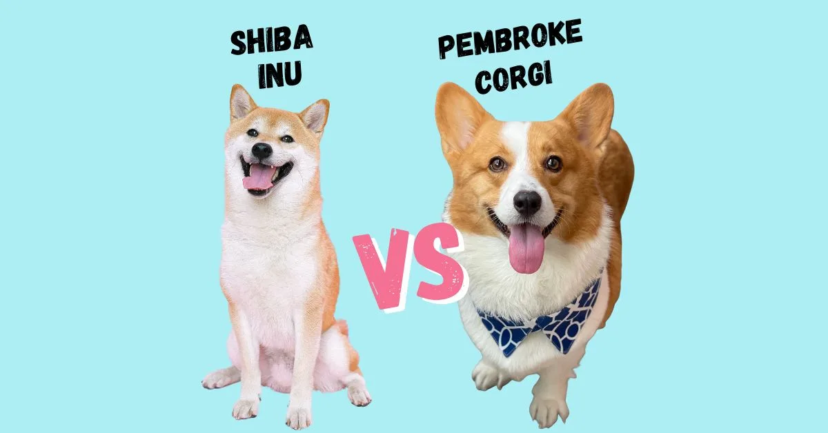 corgi vs. shiba inu