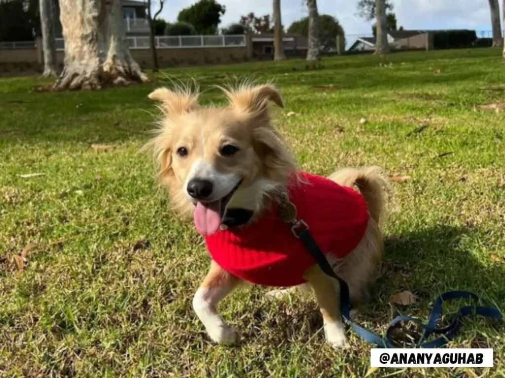 corgi chihuahua mix