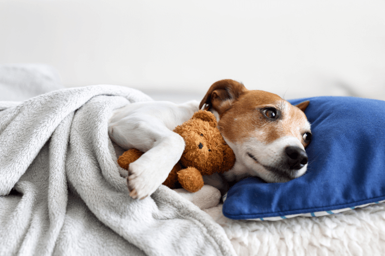 Dog hugging his Plush Pillow