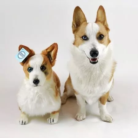 cutest corgi stuffed animals
