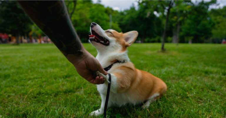 How To Train Recall In Your Dog: 6 Steps To Success