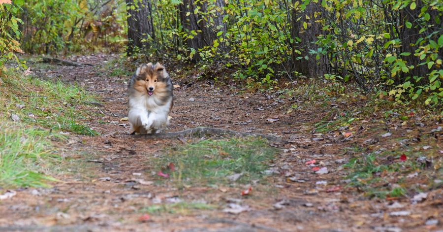 8 easy to train small dog breeds