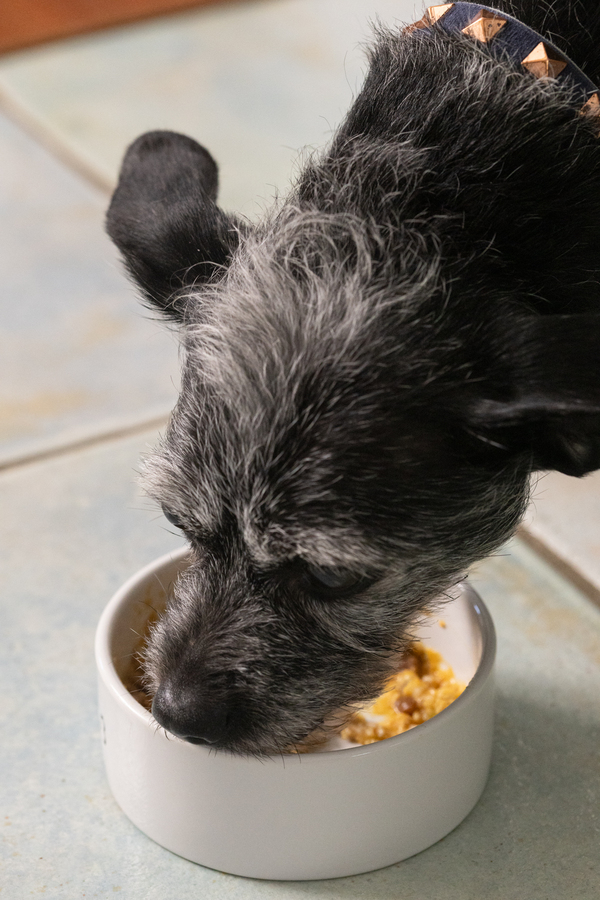 Crock Pot Dog Food