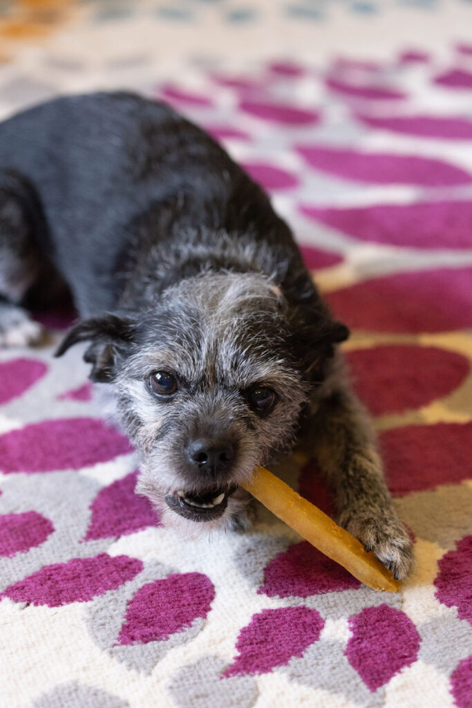enjoying her yak chew