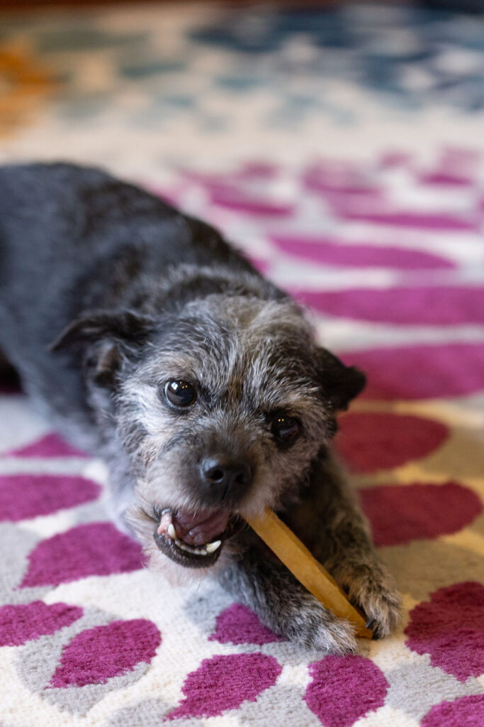 enjoying her yak chew