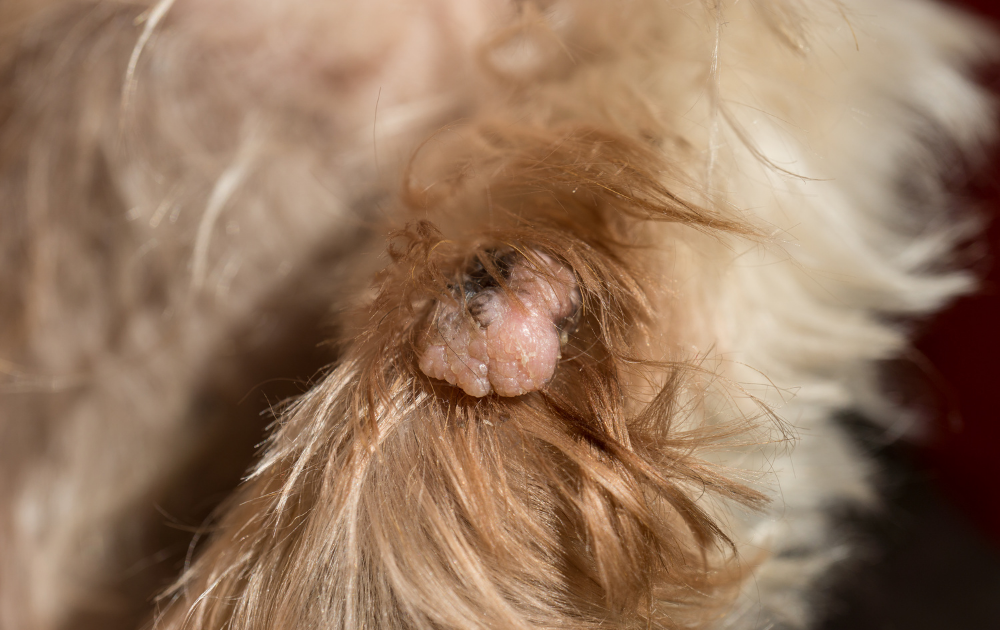 Dog Cyst vs Tumor