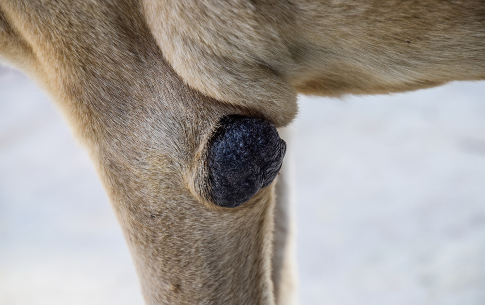 the difference between a cancerous and harmless tumour in dogs