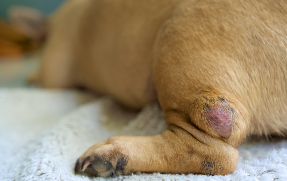 telling the difference between a cyst and a tumor in dogs