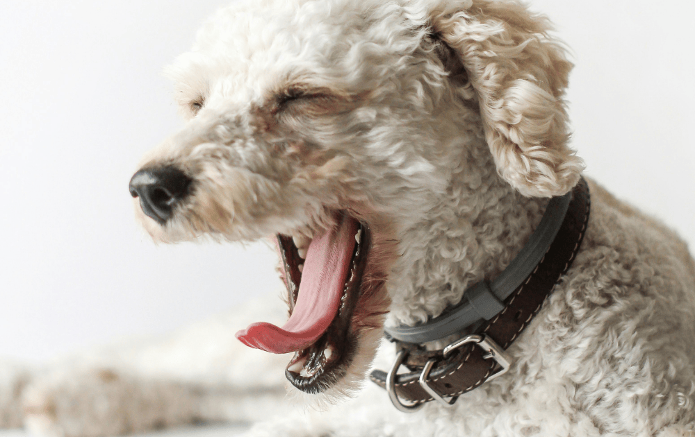 why is my dog coughing