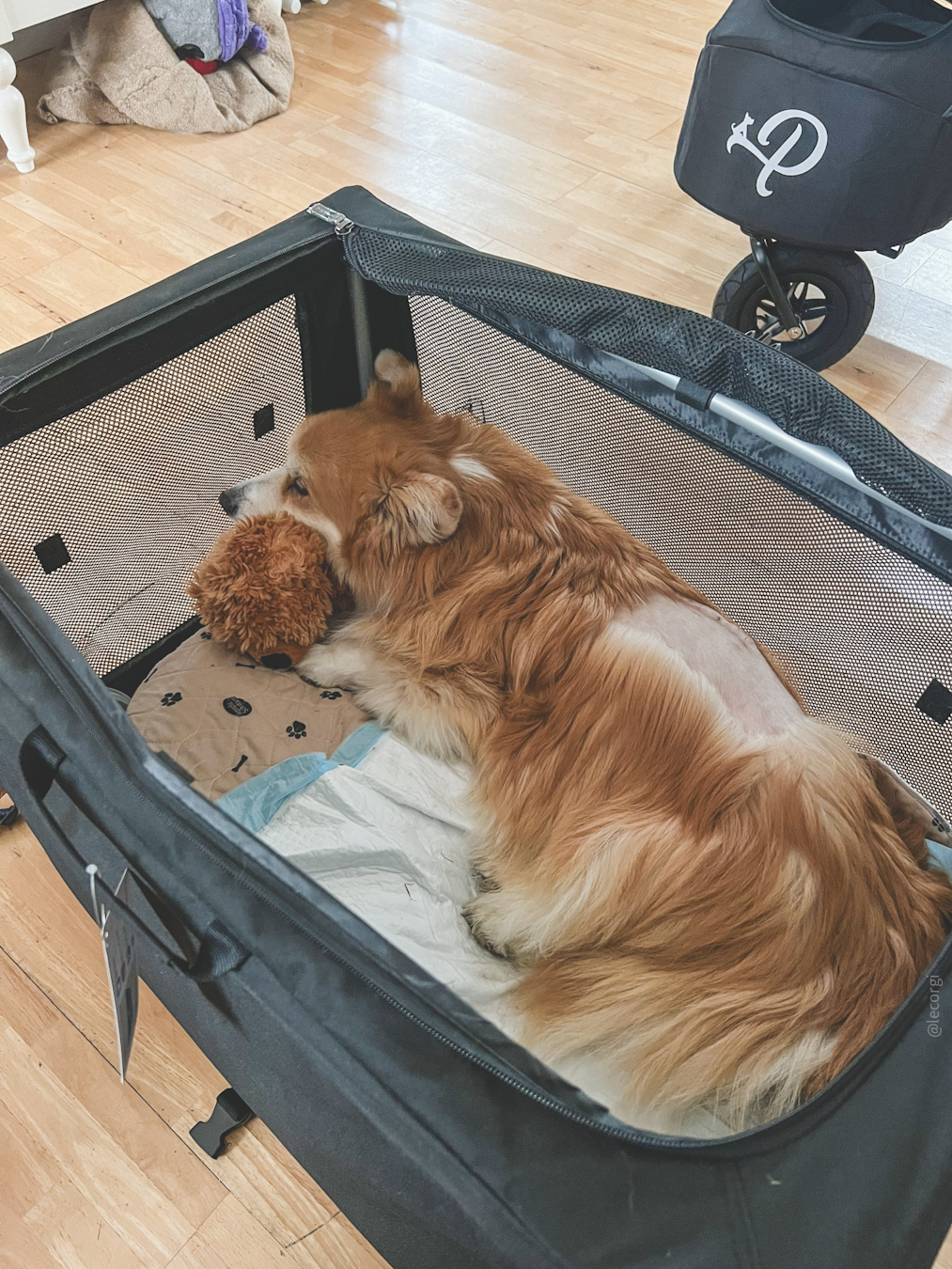 Symptoms of IVDD in Corgis.