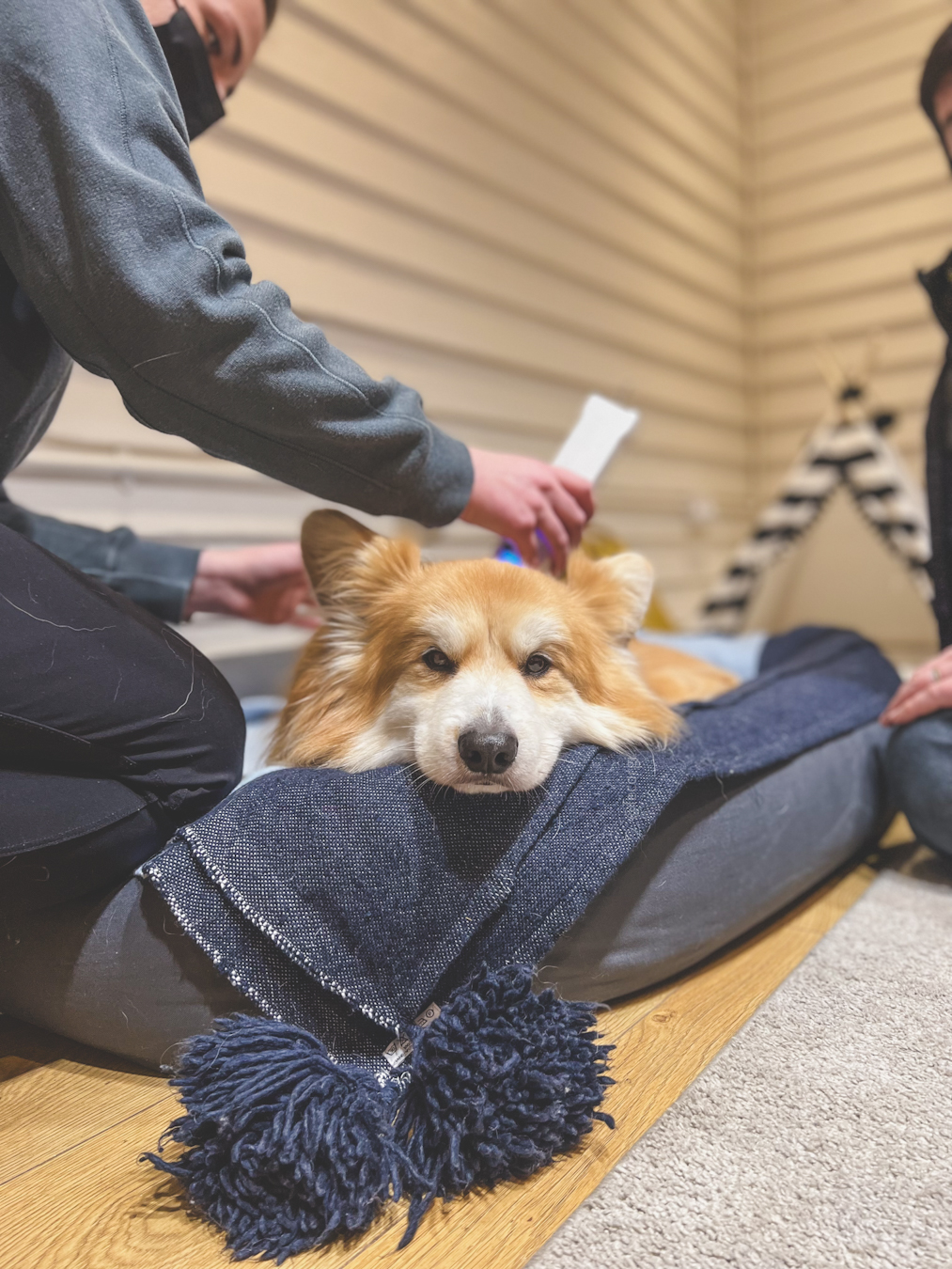 How to treat IVDD in a Corgi.