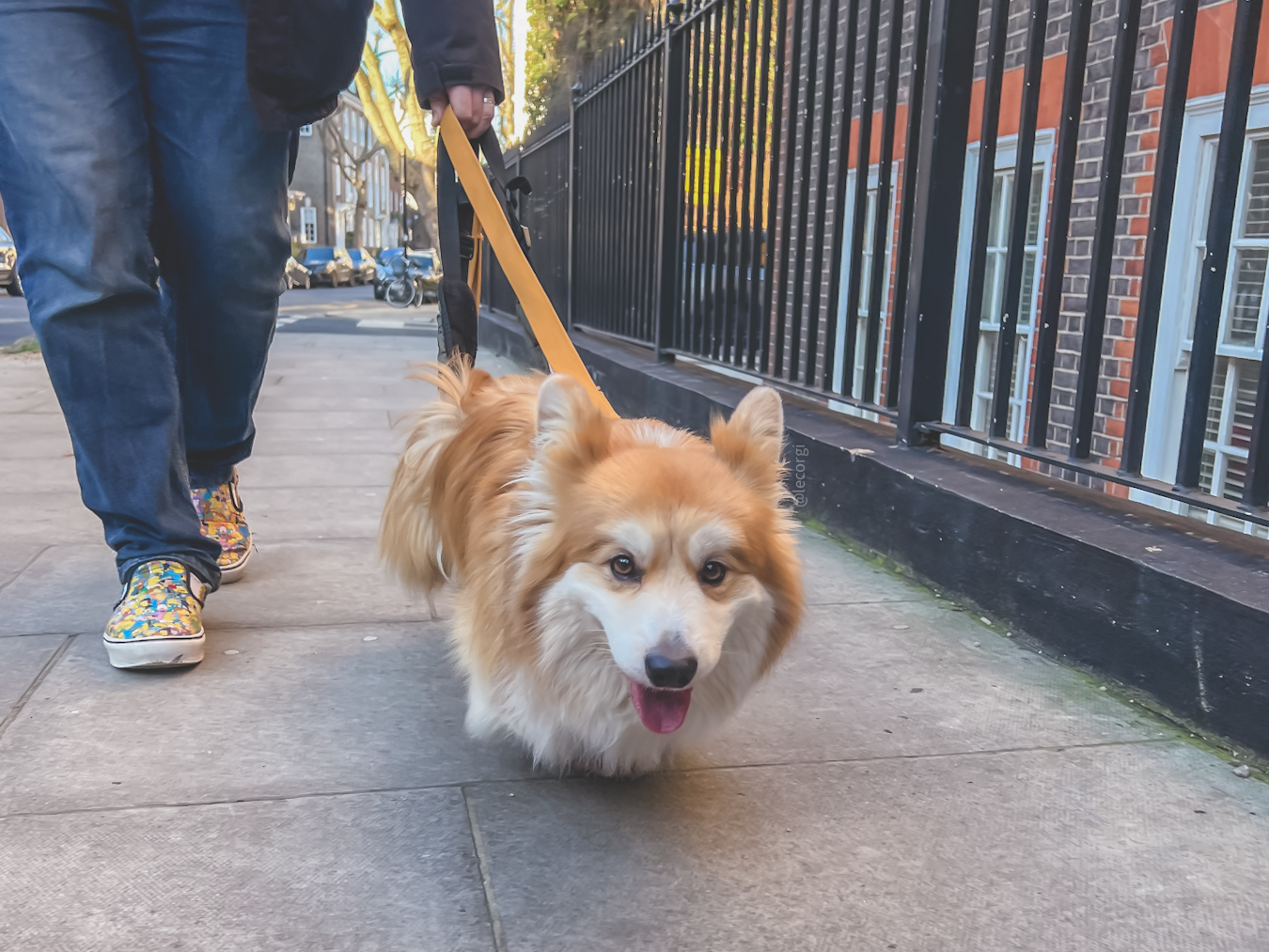 IVDD in Corgis: The Owner’s Guide to Symptoms, Treatment & Recovery