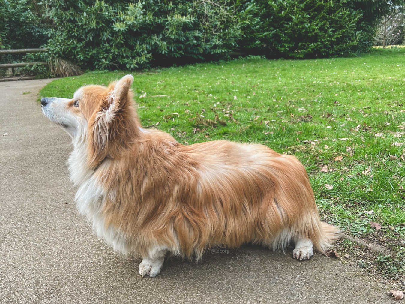 IVDD in Corgis owner's guide.